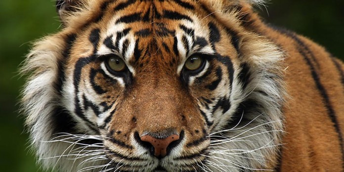 Zoo Tycoon